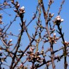 Bourgeons d'amandier