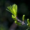 Macérât de jeunes pousses de cèdre de l'Atlas bio direct producteur - Plantago