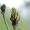 bourgeons de frêne
