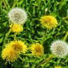 fleurs de pissenlit