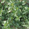 Menthe poivrée