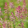 Extrait hydro-alcoolique de fumeterre bio direct producteur - Plantago