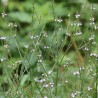 Extrait hydro-alcoolique de verveine officinale bio direct producteur - Plantago
