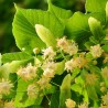 Extrait hydro-alcoolique de tilleul bio direct producteur - Plantago