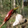 Macérât de bourgeon de peuplier noir bio direct producteur - Plantago