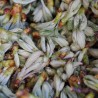 bourgeons de sorbier