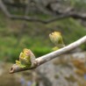 bourgeons de vigne