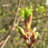 bourgeons d'érable champêtre