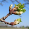 bourgeons de chêne