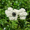 fleurs d'achillée