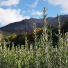 Plants de romarin