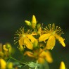 Extrait hydro-alcoolique de millepertuis bio direct producteur - Plantago
