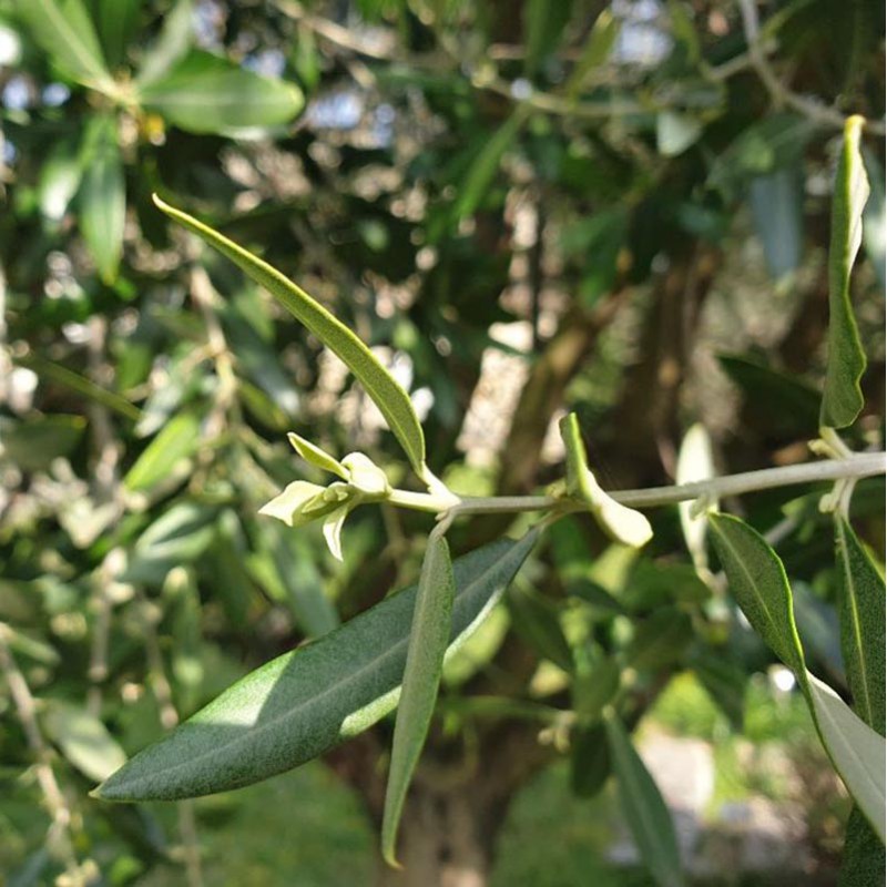jeune pousse d'olivier