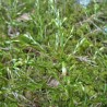 Macérât de bourgeons de tilleul bio direct producteur - Plantago
