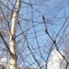 Bourgeons de bouleau verruqueux