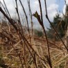 Jeunes pousses de framboisier sauvage