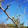bourgeons d'aubépine