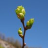 bourgeons de tilleul