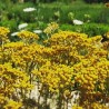 Fleurs d'hélichryse