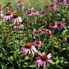 Hydrolat d'échinacée pourpre direct producteur - Plantago