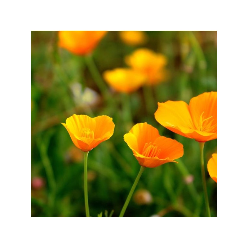 fleurs d'escscholtzia ou pavot de Californie