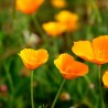 fleurs d'escscholtzia ou pavot de Californie