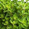 Huile essentielle d'origan vert bio direct producteur - Plantago