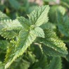 Sirop de mélisse bio direct producteur - Plantago