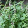 sommités fleuries de tulsi, ou basilic sacré