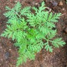 jeune plant d'artemisia