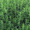 Hydrolat de sarriette bio direct producteur - Plantago
