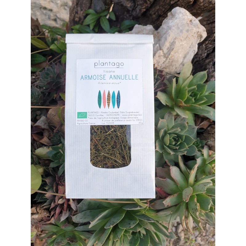 Artemisia annua - sommités fleuries