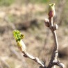 bourgeons de cassis