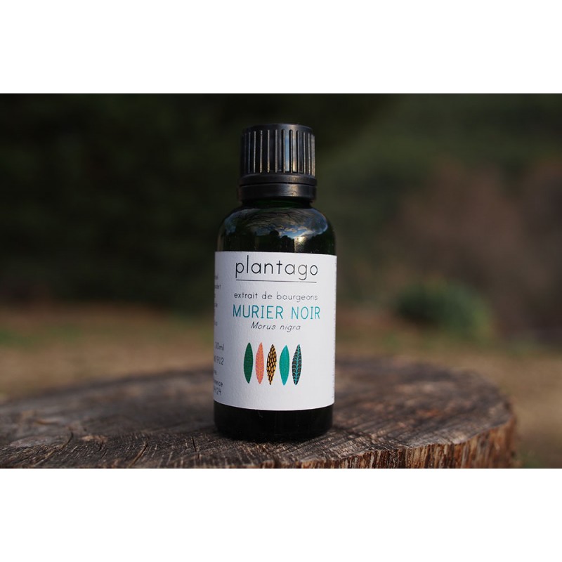 Macérât de bourgeon de mûrier noir bio direct producteur Plantago Macérât de bourgeon de mûrier noir bio direct producteur Plantago