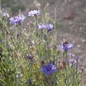 fleurs de bleuet