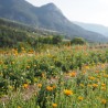 Hydrolat de calendula ou souci bio direct producteur - Plantago