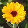 fleur de souci