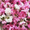 roses de Damas et centifolia