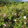 rosiers en fleurs
