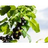 feuilles de cassis
