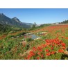 fleurs de coquelicot