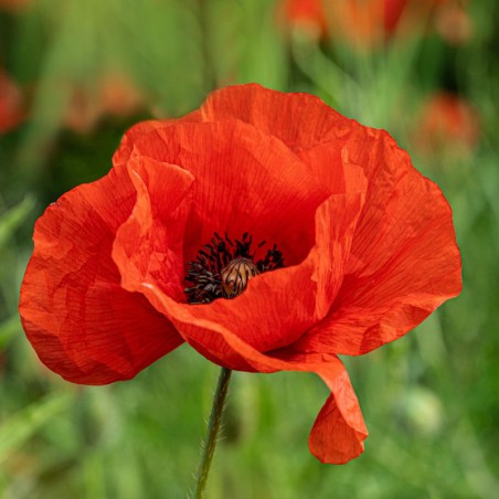 Hydrolat de coquelicot bio direct producteur - Plantago