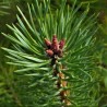pin sylvestre