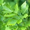 feuilles de livèche, ou céleri perpétuel