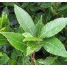 Huile essentielle de laurier noble sauvage bio direct producteur - Plantago