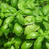 basilic grand vert