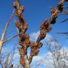 bourgeons d'argousier
