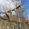 bourgeons de charme