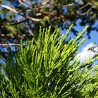 Macérât de bourgeon de sequoia bio direct producteur - Plantago
