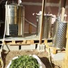 distillation de géranium rosat